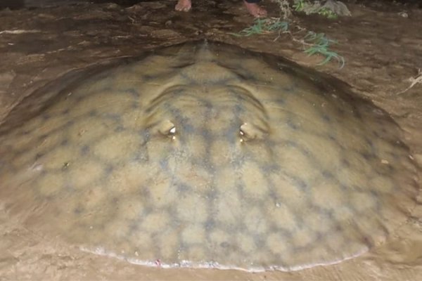 VIDEO| Capturan una raya gigante parecida a una en Corrientes