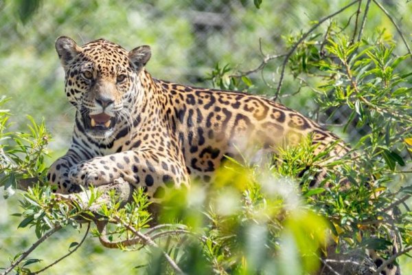 Los Esteros del Iberá suman a Malú, otra yaguareté