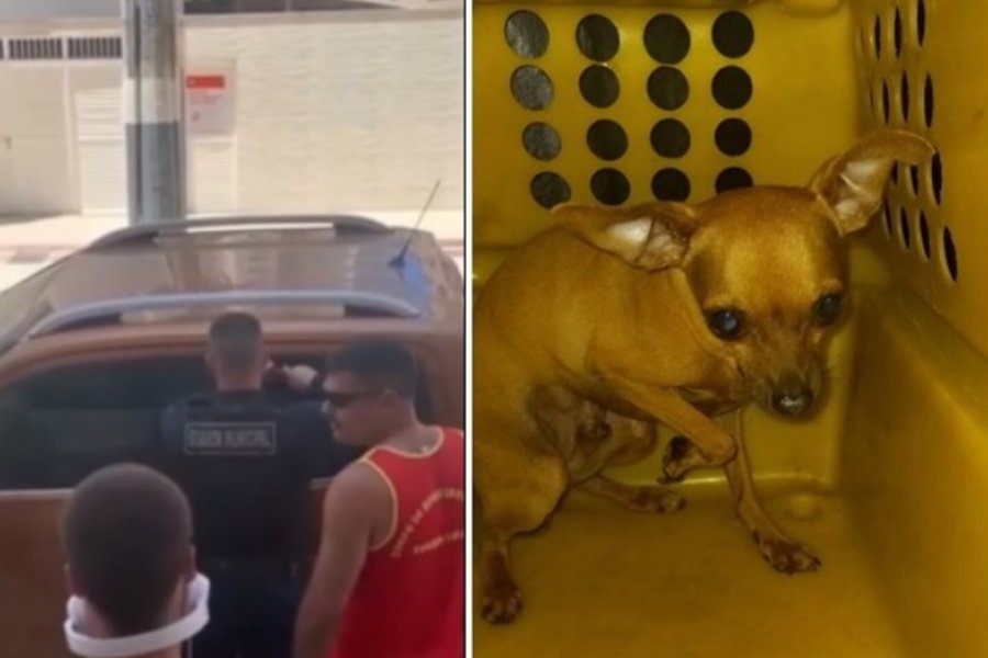 Detuvieron a un argentino por dejar a su perro encerrado cuatro horas en la camioneta