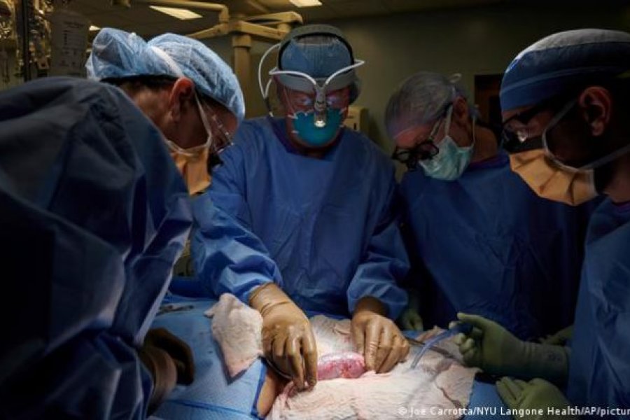 Argentina, en camino a producir animales para trasplantes de órganos
