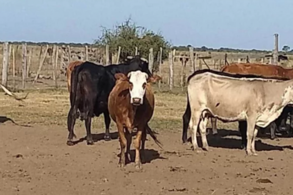 Denunciaron la sustracción de vacunos en 9 de Julio