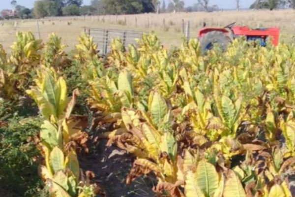 Perdió el 70% de su producción por la sequía y teme que sus hijos no puedan estudiar