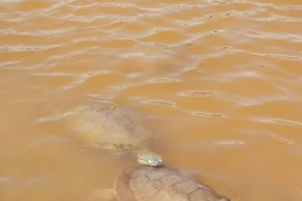 Evaluaron el estado de tortugas en cuarentena para ser liberadas en una reserva