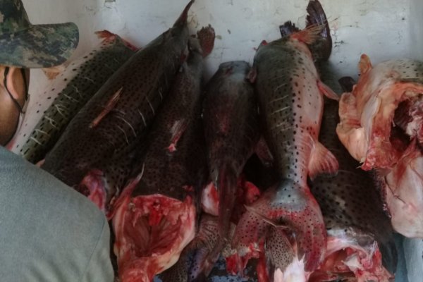 Secuestraron casi 800 kilos de pescado que eran transportados en una furgoneta