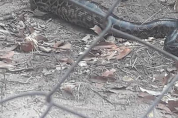 Rescataron una serpiente curiyú de tres metros