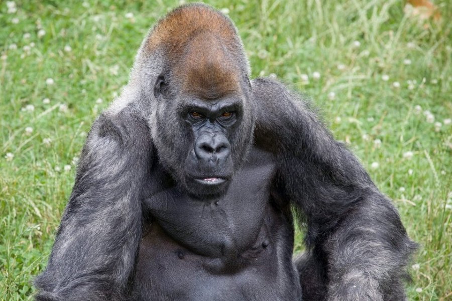 Murió el gorila macho más viejo del mundo