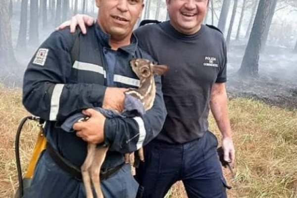 Bomberos y policías rescataron una cría de ciervo, en pleno incendio