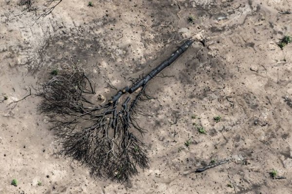 En 2021 se deforestaron más de 110 mil hectáreas en el norte argentino