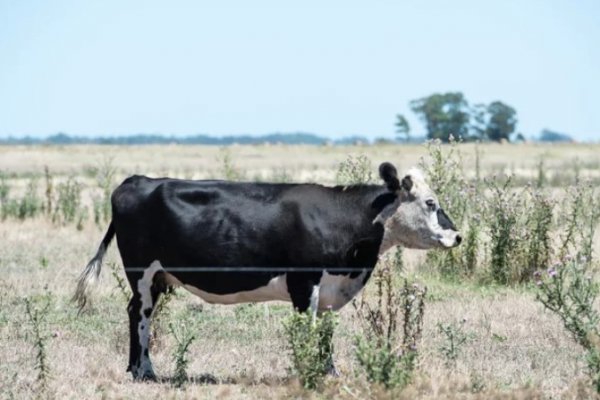 Ganadería: Estrategias para enfrentar el estrés por calor