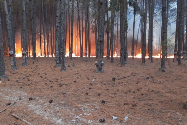 Vischi pide declarar zonas de desastre por los incendios