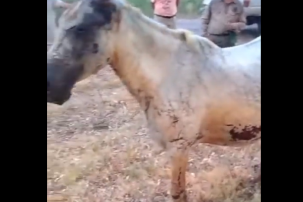 VIDEO | Animales muertos y quemados por los dantescos incendios en Corrientes