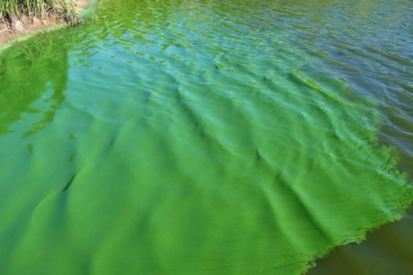 Advierten la presencia de cianobacterias en las aguas de Buenos Aires, Santa Fe, Entre Ríos y Córdoba