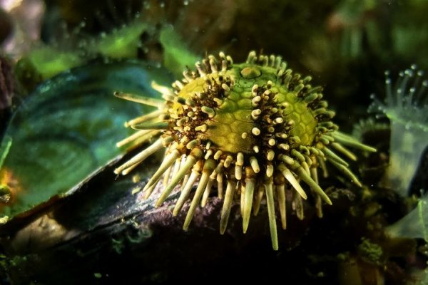 Buscan pacientes con secuelas para un tratamiento basado en una molécula de erizos de mar