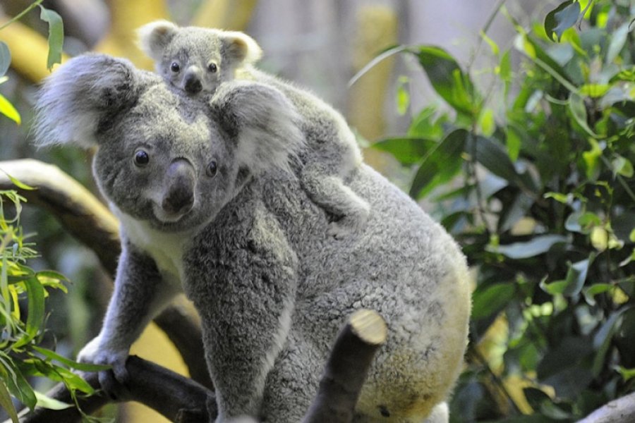 Australia advirtió que los koalas están en peligro de extinción