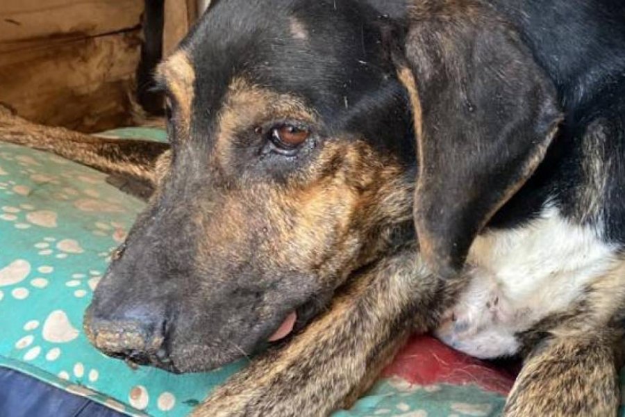 Maltrato animal en Corrientes: quemaron a un perro con agua hirviendo
