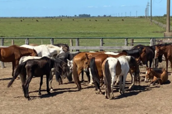 Carne de caballo y comercio ilegal: 130 animales secuestrados en megaoperativo