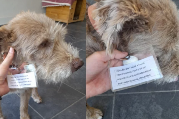 El simpático cartel que la familia de un perro anciano le colgó en el cuello