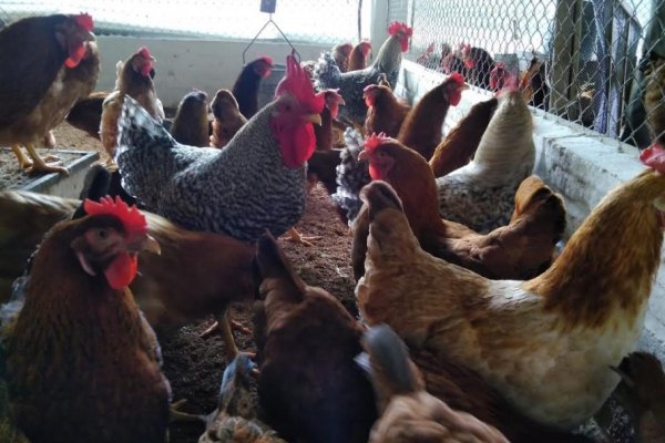 Mejoran calidad del huevo incubable en gallinas de crecimiento lento