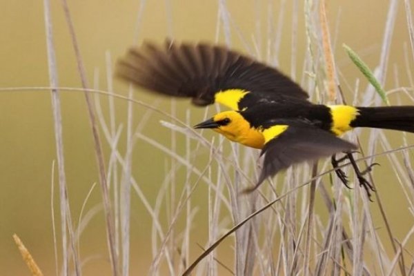 Corrientes: Desaparecieron dos grupos de aves clásicas del Iberá