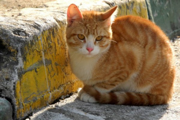 Horror: Denuncian envenenamiento de gatos en un barrio de Corrientes