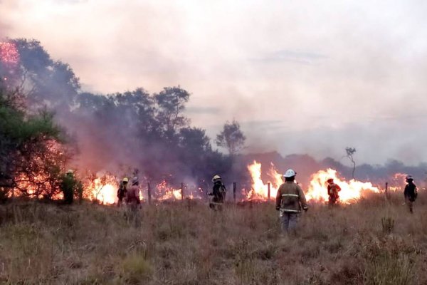 Alertan que el faltante de pasturas provocará una importante mortandad de ganado