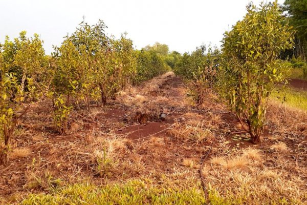 Por fuego y sequía anticipan que en 2023 podría faltar yerba mate