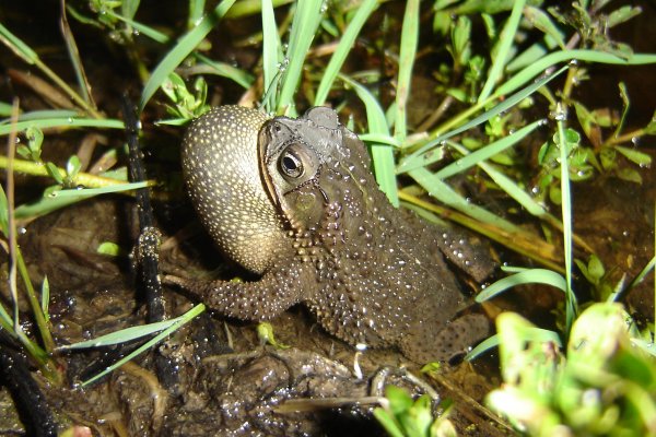 Fonoteca Zoológica de la UNNE, archivo digitalizado con sonidos de especies regionales