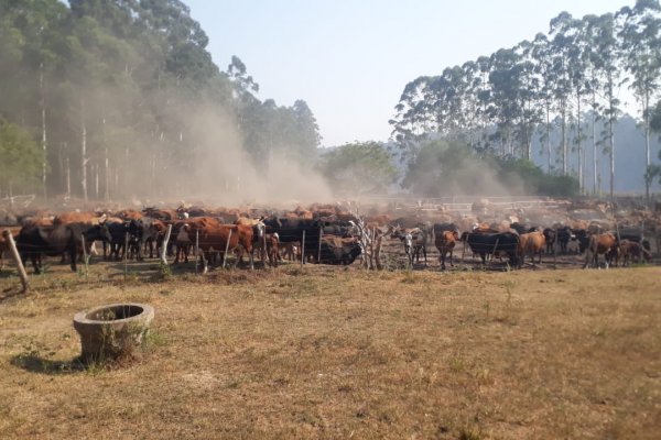 Abigeato: Aparecen 40 cabezas de ganado robado