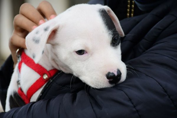 Maltrato Animal: Intensifican acciones articuladas con ONGs, policía y la justicia