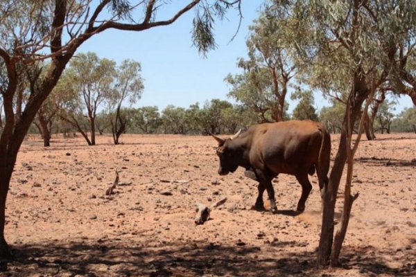 La Secretaría de Agricultura de la Nación prorrogó la emergencia agropecuaria en Corrientes