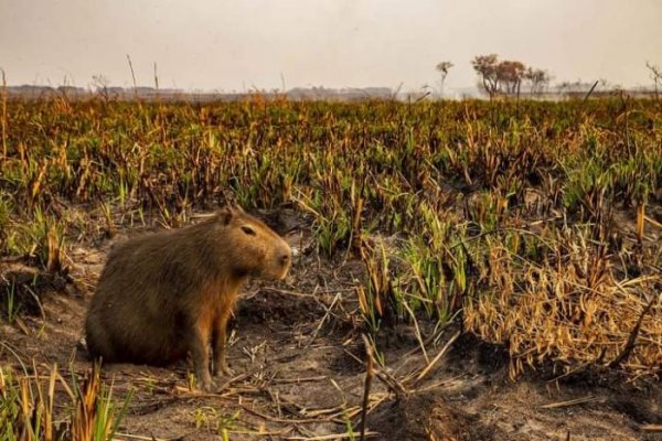 Iberá en llamas: Ya son casi 200.000 las hectáreas afectadas