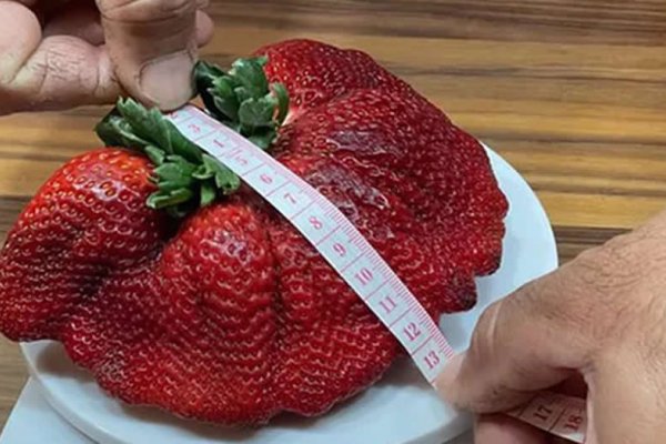 Una frutilla logró entrar el Récord Guinness tras pesar 290 gramos y ser la más grande del mundo