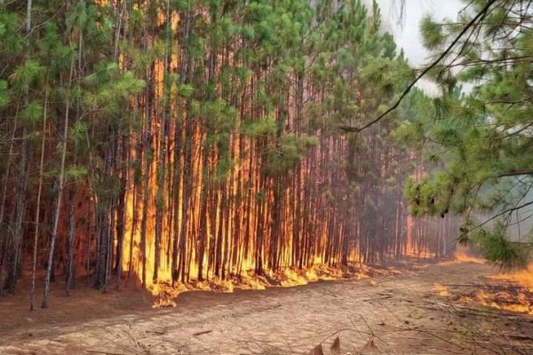 Incendios en Corrientes: Dura carta al Gobernador exige atención oficial