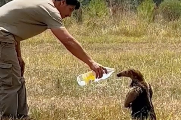 Corrientes: La desesperación de los animales escapando del infierno