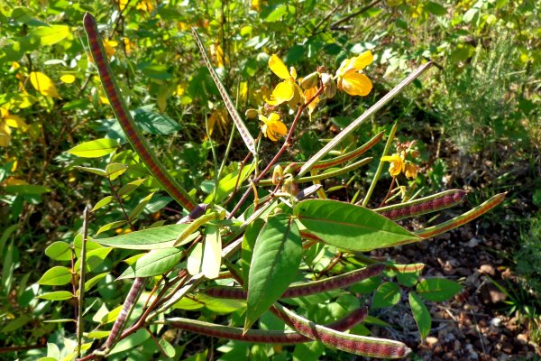 Plantas Tóxicas: Investigadores de la UNNE buscan ser referentes del tema en Argentina