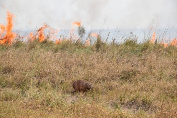 Iberá: Más de 74 mil hectáreas reducidas a cenizas