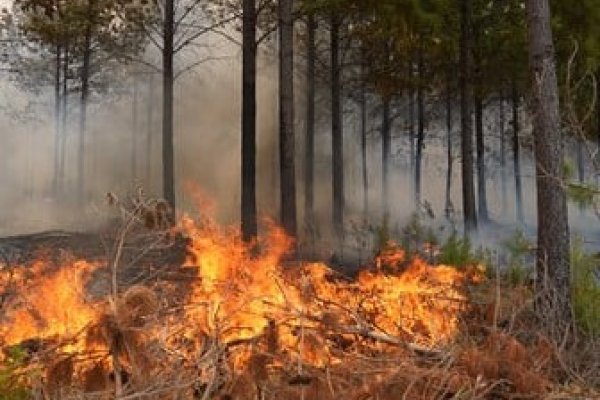 Los incendios en Corrientes afectarían hasta 10 años de producción yerbatera