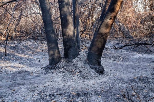 Ayudemos a restaurar nuestros bosques: La campaña de recolección de semillas que se lanzó desde la UNNE