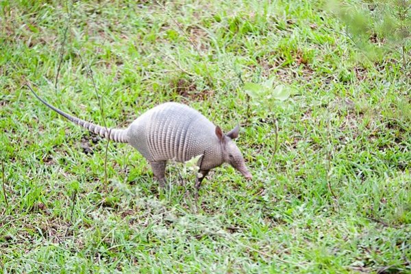 Nación fortalece la asistencia al equipo de rescate de fauna silvestre de Corrientes