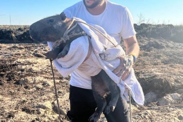 Fer Pieroni, el activista que rescata animales afectados por el fuego en Corrientes