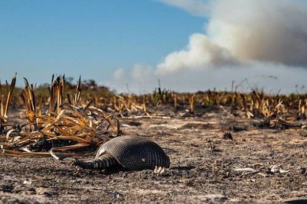 Ambiente continúa con la asistencia a la fauna silvestre en Corrientes