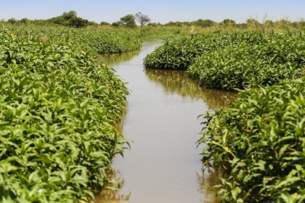 La Sociedad Rural de Corrientes se opone a la Ley de Humedales