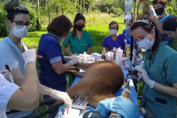 Animales de lagunas son los que más sufrieron la sequía