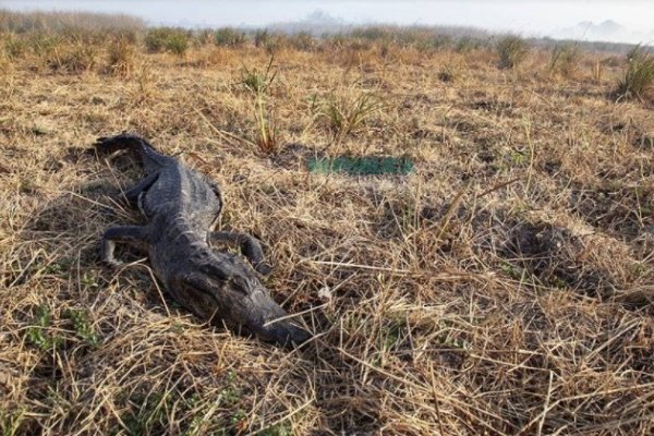 Piden que se declare la emergencia vial para proteger a la fauna dispersa