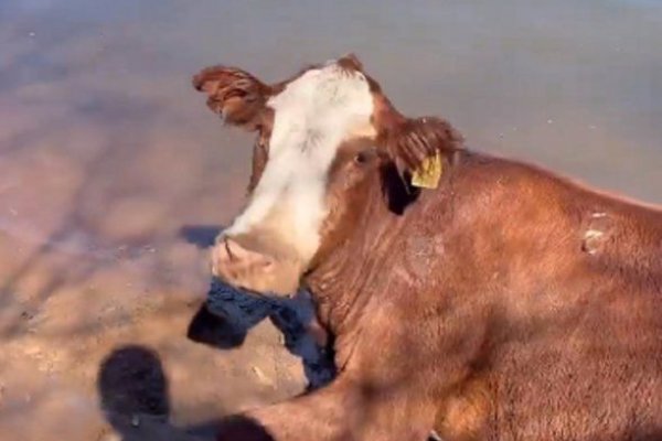 Corrientes: La dramática situación de los animales después de los incendios