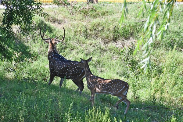 Trasladan ciervos axis a la reserva  de la Fundación Tekove Mymba
