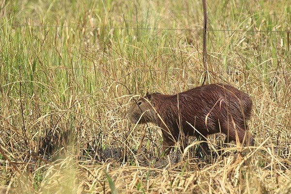 Ambiente continúa el rescate de fauna silvestre en Corrientes