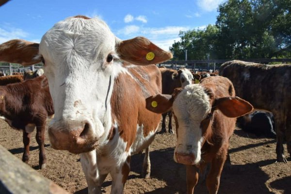 Arrancan los Remates Ganaderos para mitigar pérdidas en el campo correntino