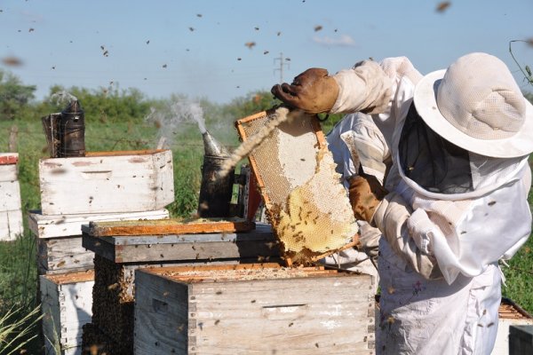 Preocupante situación de la apicultura en Corrientes a causa de los incendios y sequía