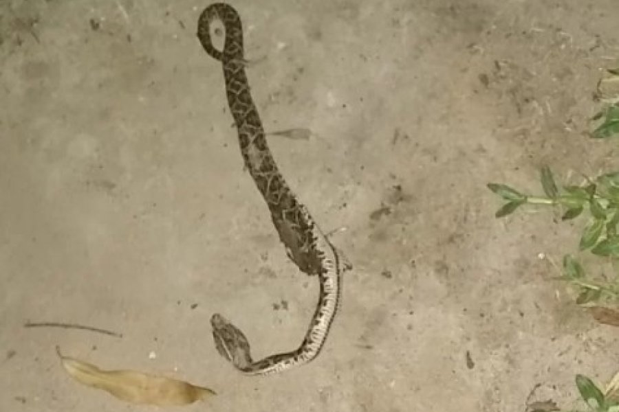 Corrientes: Un hombre fue mordido por una serpiente venenosa